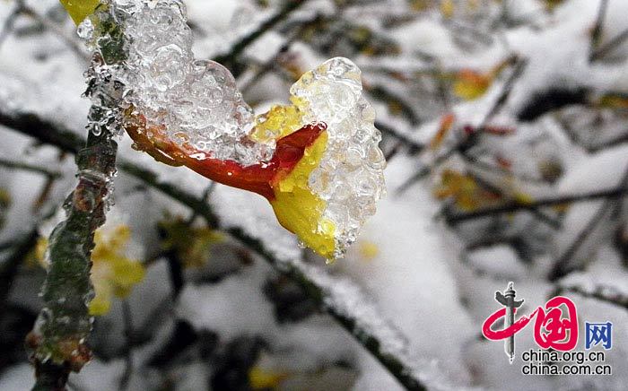 香山春雪 中国网网友 老花镜/摄影