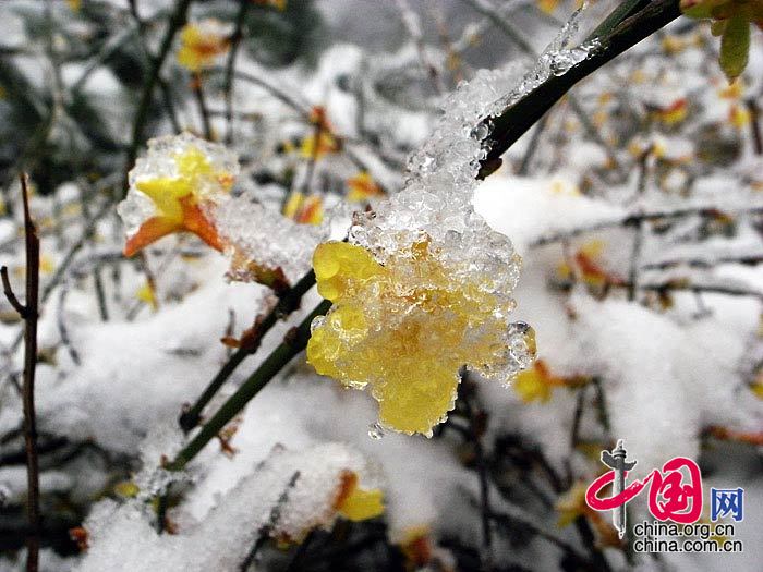 香山春雪 中国网网友 老花镜/摄影