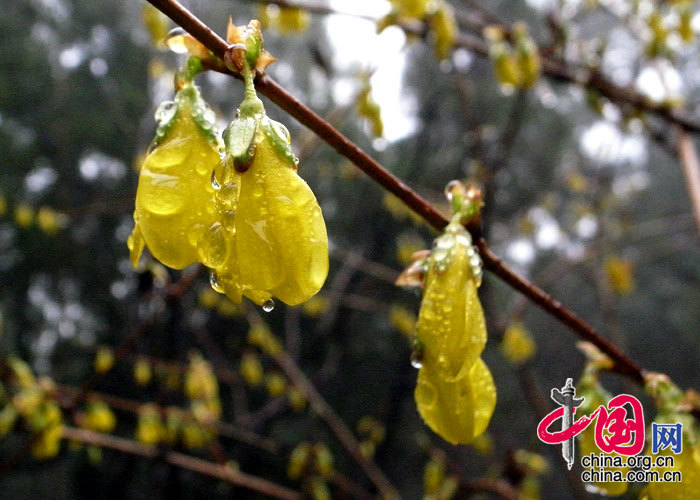 香山春雪 中国网网友 老花镜/摄影