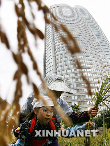 這是2006年9月30日，在日本首都東京市中心的一處屋頂稻田，一位小學生在農民的幫助下收割稻米。