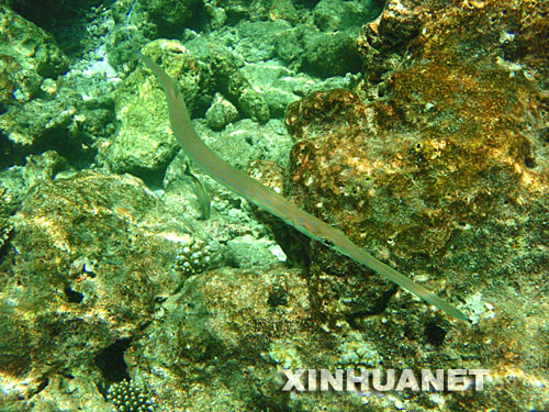 　4月11日，在马尔代夫的北阿里环礁，一条尖嘴鱼在水下穿行。