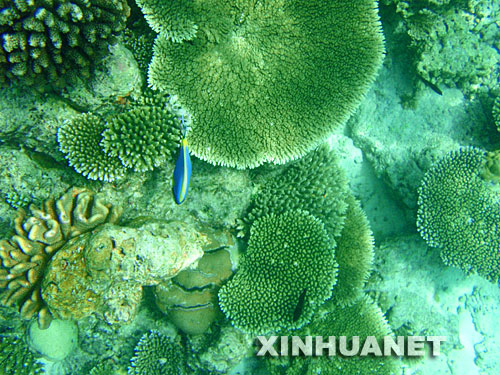 　4月11日，在马尔代夫的北阿里环礁，一条蓝色刺尾鱼游过面具一样的珊瑚。 新华社记者刘咏秋摄
