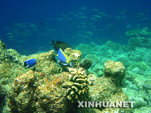 　4月11日，在马尔代夫的北阿里环礁，两条蓝色刺尾鱼在深海一侧的珊瑚礁周围游弋。 新华社记者刘咏秋摄