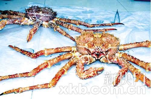 因蟹内藏吸盘寄生虫被中山检疫部门截留
