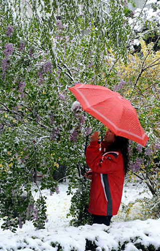  4月21日，西寧市一名市民在花園賞雪。 當日，受強冷空氣影響，西寧市氣溫驟降，雪花紛飛。