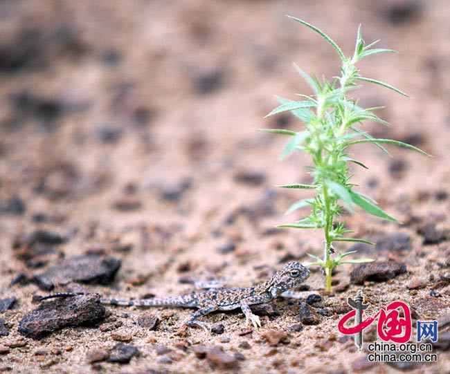 保護(hù)色極好的蜥蜴 通拉嘎/攝影