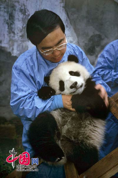 资料图片：张和平和半岁的熊猫幼仔在四川卧龙自然保护区保护站。 罗小韵/摄影