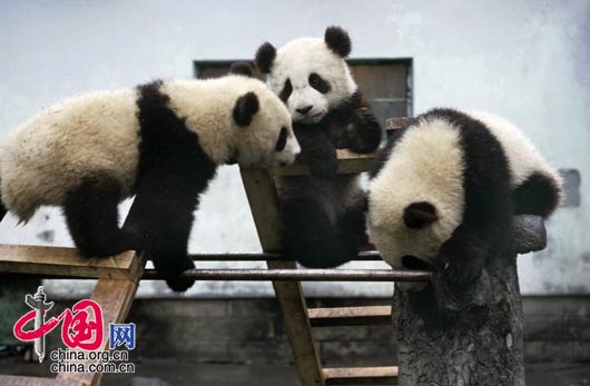资料图片：四川卧龙自然保护区保护站里玩耍中的大熊猫。 罗小韵/摄影