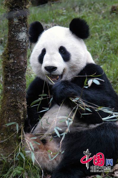 资料图片：四川卧龙大熊猫保护区人工繁育的大熊猫祥祥放归野外。 罗小韵/摄影