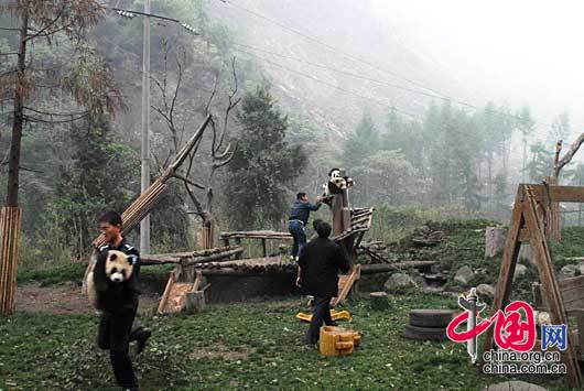 地震后卧龙熊猫基地职工将熊猫幼仔转移 卧龙/摄影