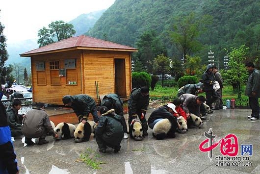 熊猫幼仔在安全地区进食 卧龙/摄影