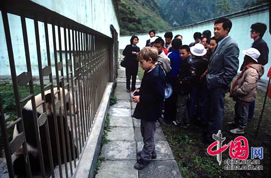 資料圖片：大熊貓基地一直是遊客的最愛 羅小韻/攝影