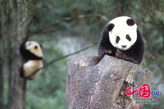 资料图片：可爱的大熊猫 罗小韵/摄影