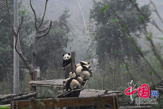 熊猫圈舍大量损毁，熊猫幼仔受到惊吓，挤做一团。 卧龙人/摄影