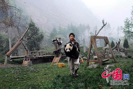 2008-05-12 15：50 地震后，工作人员转移大熊猫幼崽。 卧龙人/摄影