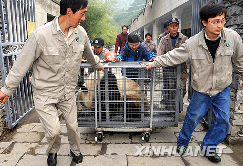 5月23日清晨，卧龙中国保护大熊猫研究中心工作人员将准备转运的大熊猫装笼后，推出圈舍。