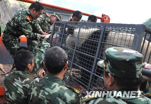 5月23日清晨，正在卧龙进行交通施工的武警交通部队的战士，帮助卧龙中国保护大熊猫研究中心工作人员将准备转运的大熊猫抬上汽车。