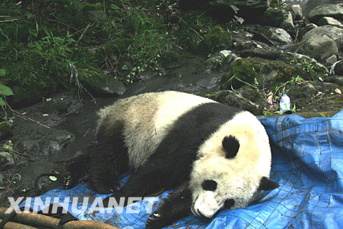5月26日中午，在四川卧龙熊猫中心附近的一处密林里，失踪熊猫“茜茜”被麻醉后捕获。