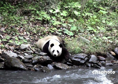 经中国保护大熊猫研究中心人员辨认，正是5·12大地震后失踪的大熊猫“茜茜”。