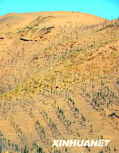  人工栽種的防風固沙植物在沙漠中頑強地生長