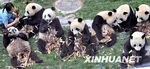 臥龍自然保護區,遊客見面,奧運,北京動物園,飼養員,受災轉移群眾,奧運大熊貓,資料圖片,專機,竹筍