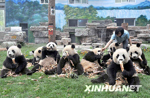 卧龙自然保护区,游客见面,奥运,北京动物园,饲养员,受灾转移群众,奥运大熊猫,资料图片,专机,竹笋