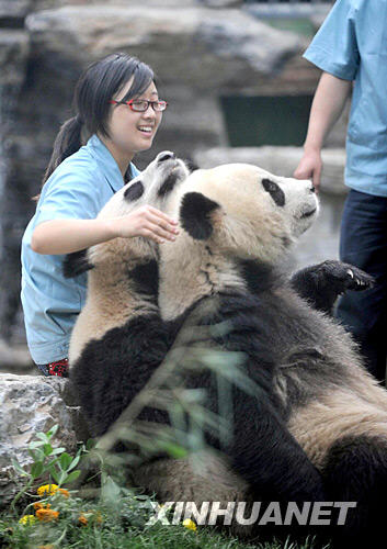 臥龍自然保護區,遊客見面,奧運,北京動物園,飼養員,受災轉移群眾,奧運大熊貓,資料圖片,專機,竹筍