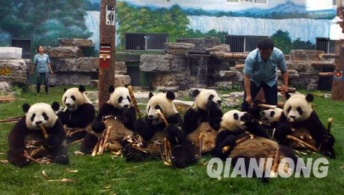 臥龍自然保護區(qū),游客見面,奧運,北京動物園,飼養(yǎng)員,受災轉移群眾,奧運大熊貓,資料圖片,專機,竹筍