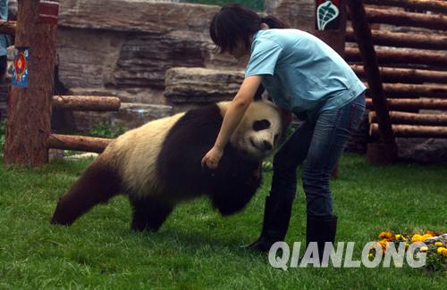 臥龍自然保護區(qū),游客見面,奧運,北京動物園,飼養(yǎng)員,受災轉移群眾,奧運大熊貓,資料圖片,專機,竹筍