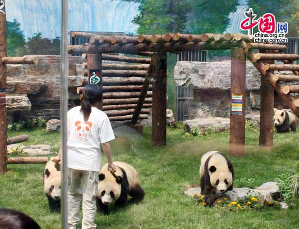 08年6月5日上午11時，來自臥龍的奧運熊貓在北京動物園首次與遊人見面。(中國網 張琳攝) 