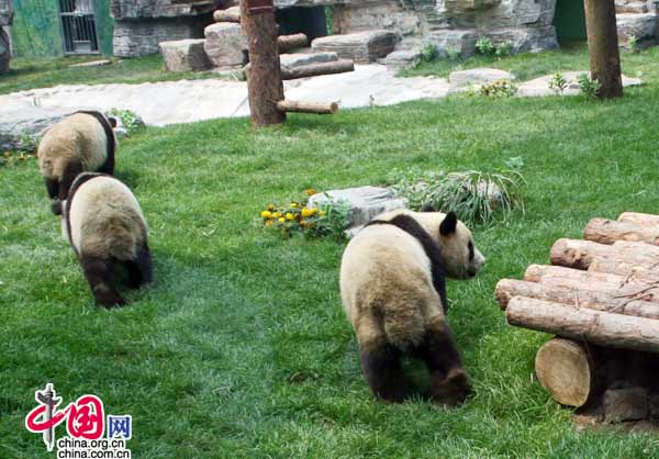 08年6月5日上午11時，來自臥龍的奧運熊貓在北京動物園首次與遊人見面。(中國網 張琳攝) 