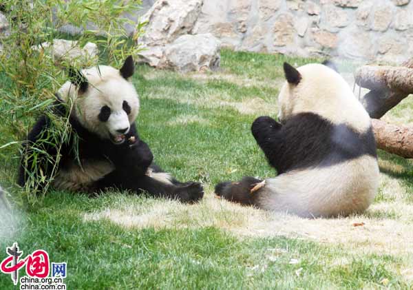 08年6月5日上午11时，来自卧龙的奥运熊猫在北京动物园首次与游人见面。(中国网 张琳摄) 