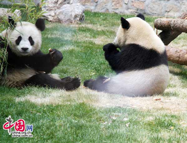 08年6月5日上午11時，來自臥龍的奧運熊貓在北京動物園首次與遊人見面。(中國網 張琳攝) 