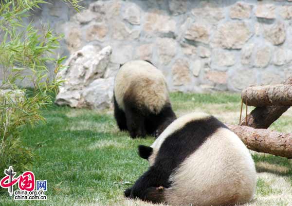 08年6月5日上午11時，來自臥龍的奧運熊貓在北京動物園首次與遊人見面。(中國網 張琳攝) 