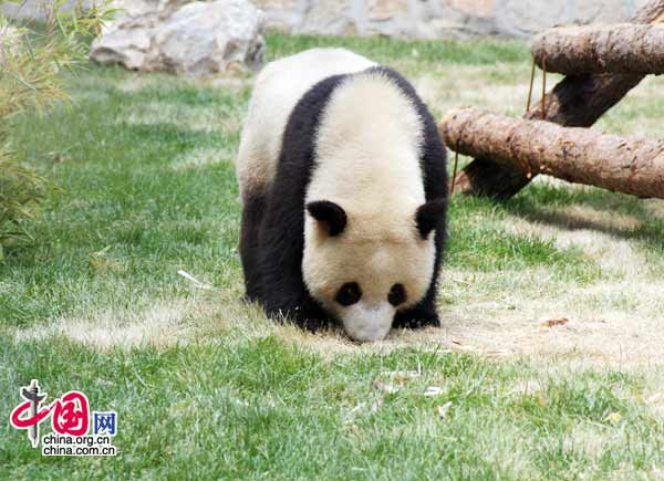 08年6月5日上午11時，來自臥龍的奧運熊貓在北京動物園首次與遊人見面。(中國網 張琳攝) 