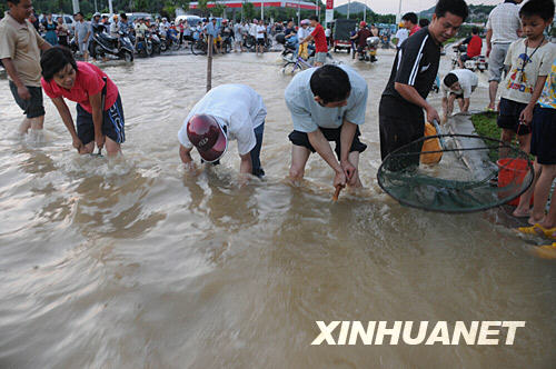 6月13日，柳州市民在一片澤國的柳石路上張網捉魚。