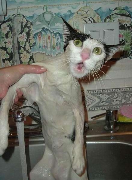 你家猫咪爱洗澡吗?[组图]