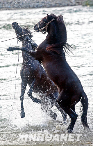6月14日，在广西融水苗族自治县香粉乡雨卜村举行的水上斗马赛上，两匹马在水中搏击。