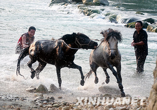  6月14日，在广西融水苗族自治县香粉乡雨卜村举行的水上斗马赛上，两匹马在水中追逐。