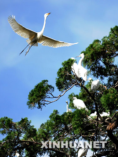 6月21日，一群白鹭在云南省大理白族自治州喜洲镇的一棵大树上嬉戏。 近年来，云南省大理白族自治州着力于大理洱海的治理和周边田园风光的维护，生态环境得以改善。 新华社记者秦晴摄 