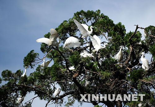 6月21日，一群白鷺在云南省大理白族自治州喜洲鎮(zhèn)的一棵大樹(shù)上嬉戲。 近年來(lái)，云南省大理白族自治州著力于大理洱海的治理和周邊田園風(fēng)光的維護(hù)，生態(tài)環(huán)境得以改善。 新華社記者秦晴攝 