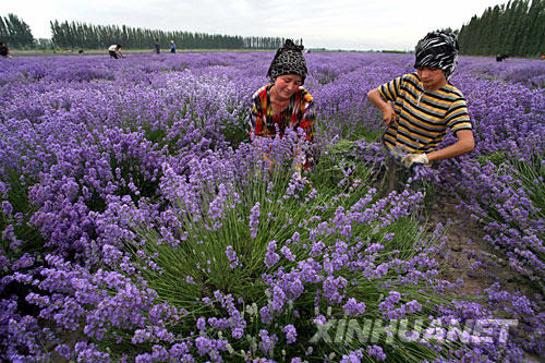 6月26日，在新疆伊宁县境内的薰衣草种植基地，当地农民忙着收割薰衣草花。 