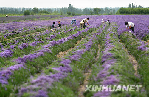 6月26日，在新疆伊宁县境内的薰衣草种植基地，当地农民忙着收割薰衣草花。 