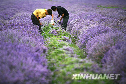 6月26日，在新疆伊寧縣境內(nèi)的薰衣草種植基地，當(dāng)?shù)剞r(nóng)民忙著收割薰衣草花。 