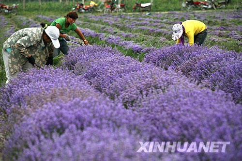 6月26日，在新疆伊寧縣境內(nèi)的薰衣草種植基地，當(dāng)?shù)剞r(nóng)民忙著收割薰衣草花。 