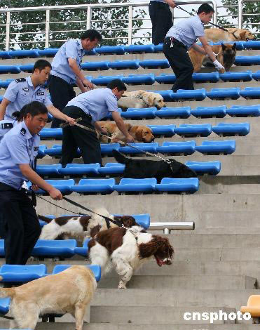 图为警犬在观众看台进行模拟搜爆演练