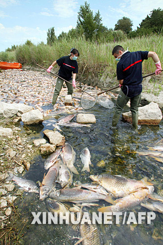 法國:酷暑引發大批河魚缺氧死亡[組圖]