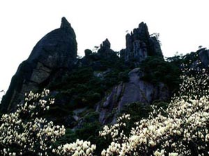 三清山古树名花