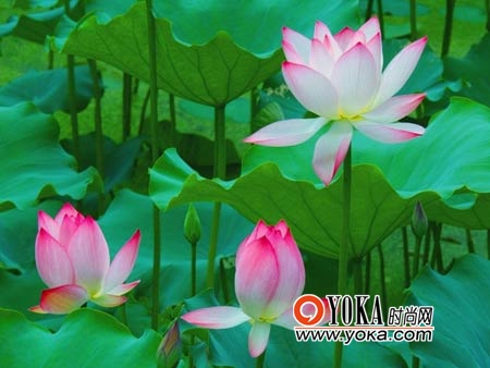 京城夏日11处赏荷地大搜罗