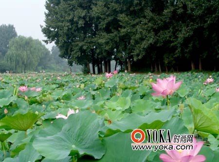京城夏日11处赏荷地大搜罗(2)